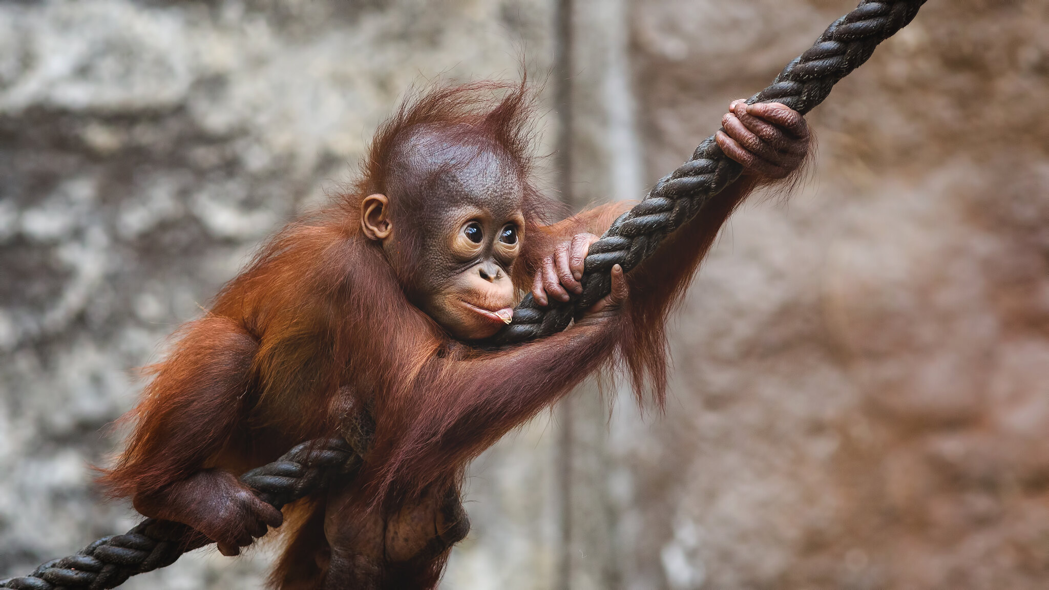 Cute baby orangutan holding onto a rop