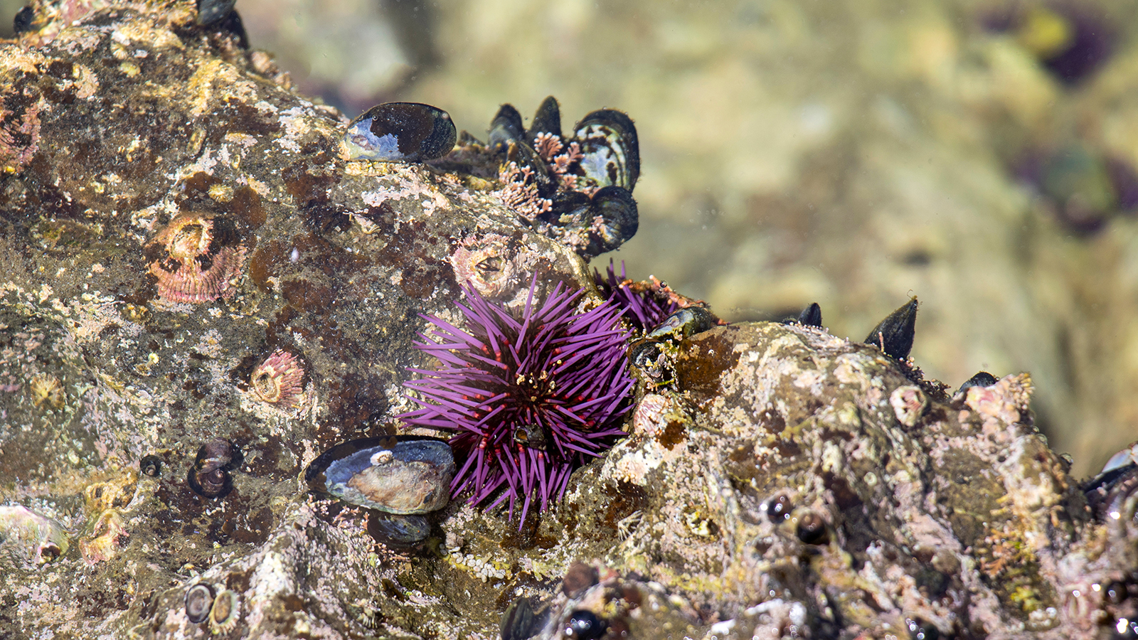 Purple urchin