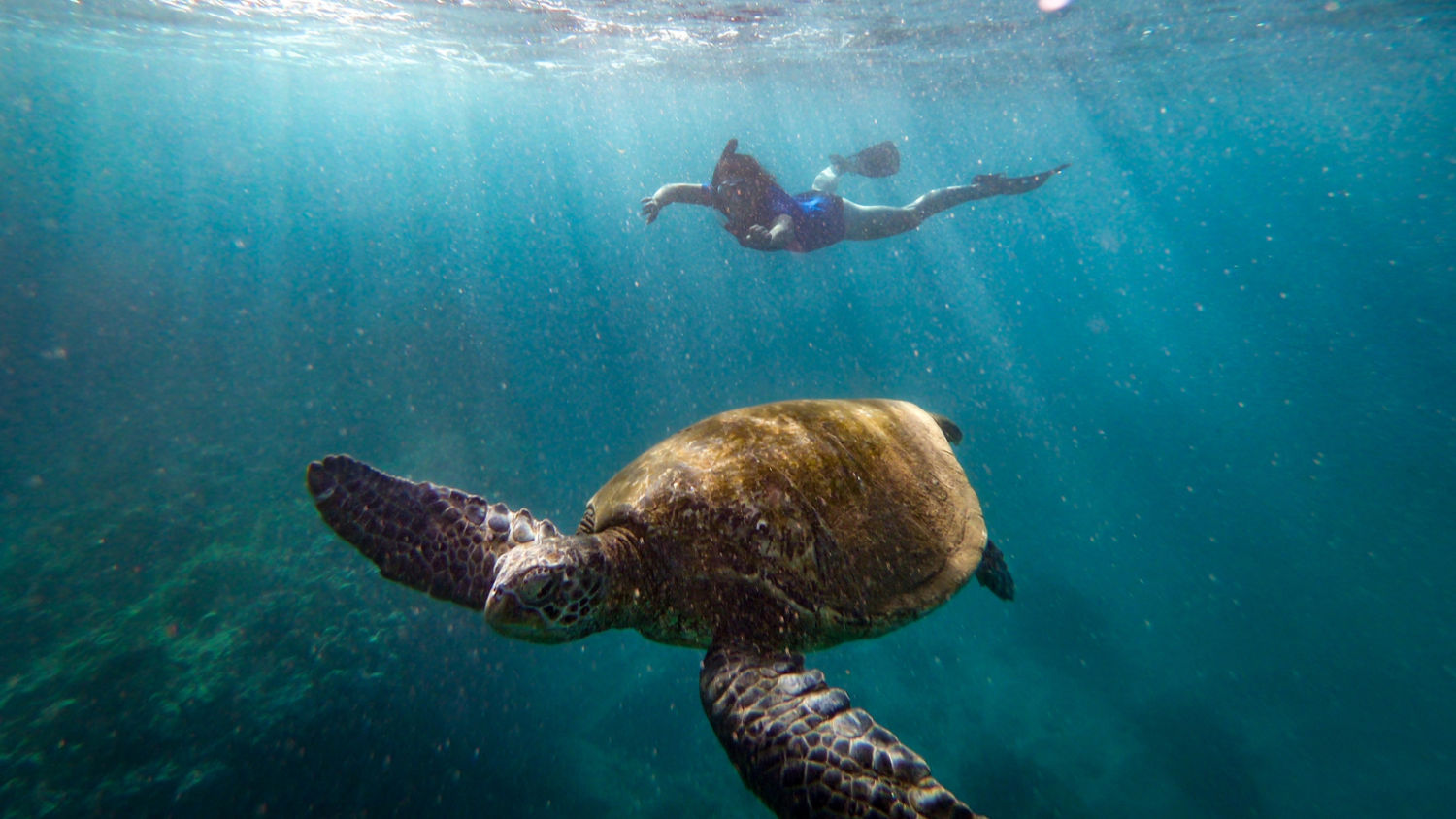 strengthening-safeguards-for-our-ocean-sanctuaries