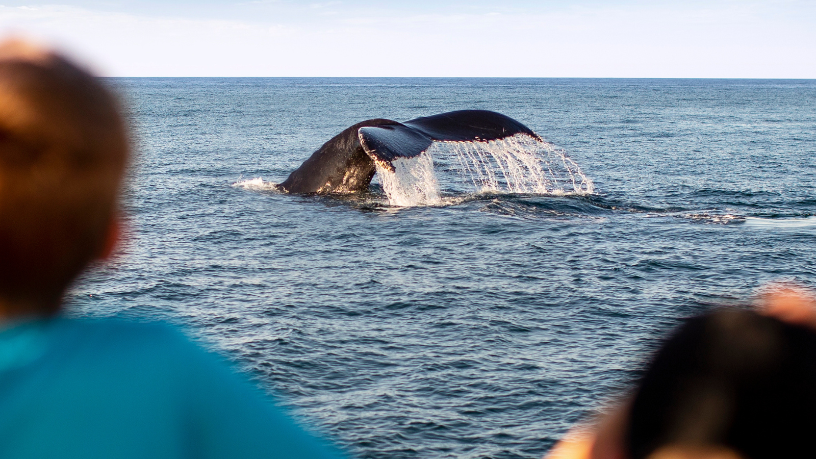 whale watch with whale fluke