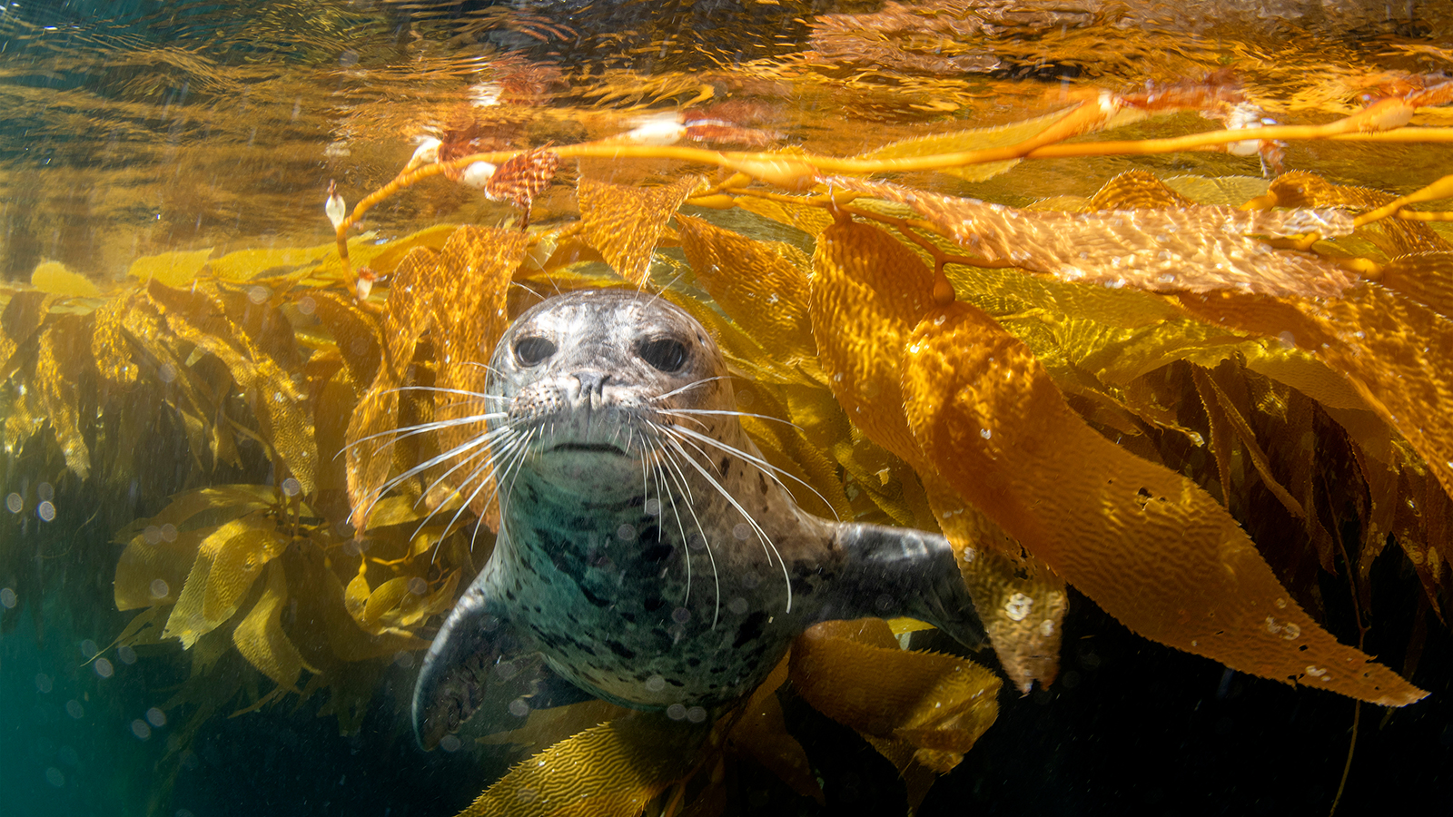 Channel Islands Harbor Seal
