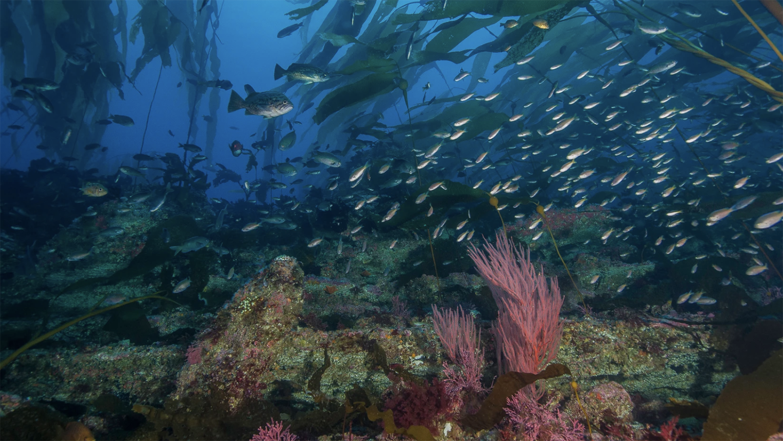 Fish swimming through kelp forest in Channel Islands National Park