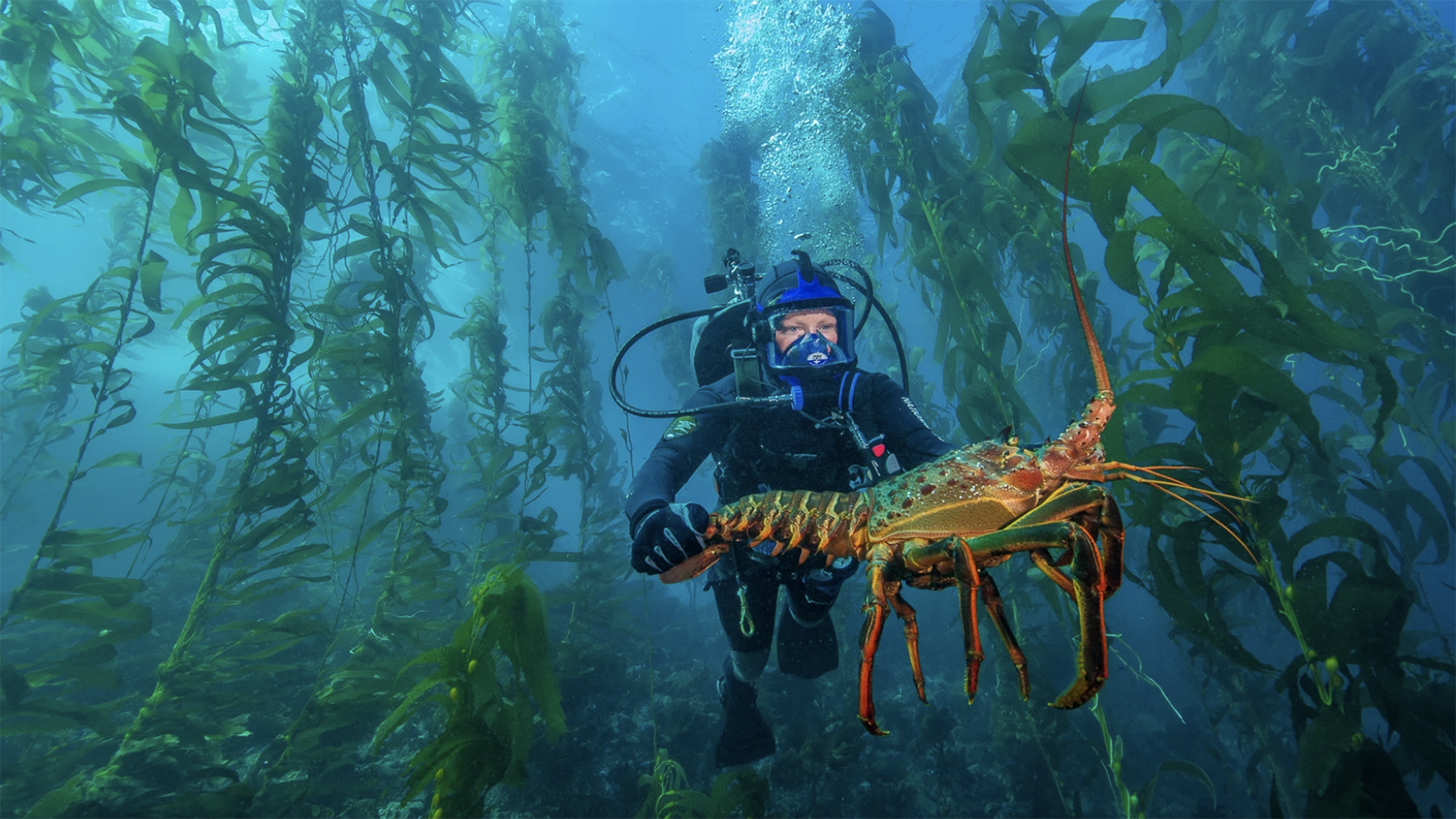 Diver holds a large California Spiny Lobster amongst kelp in Channel Islands National Park