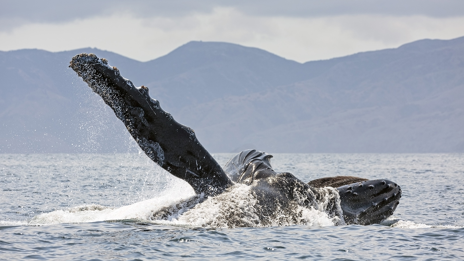 Humpback whale breaches off the Channel Islands