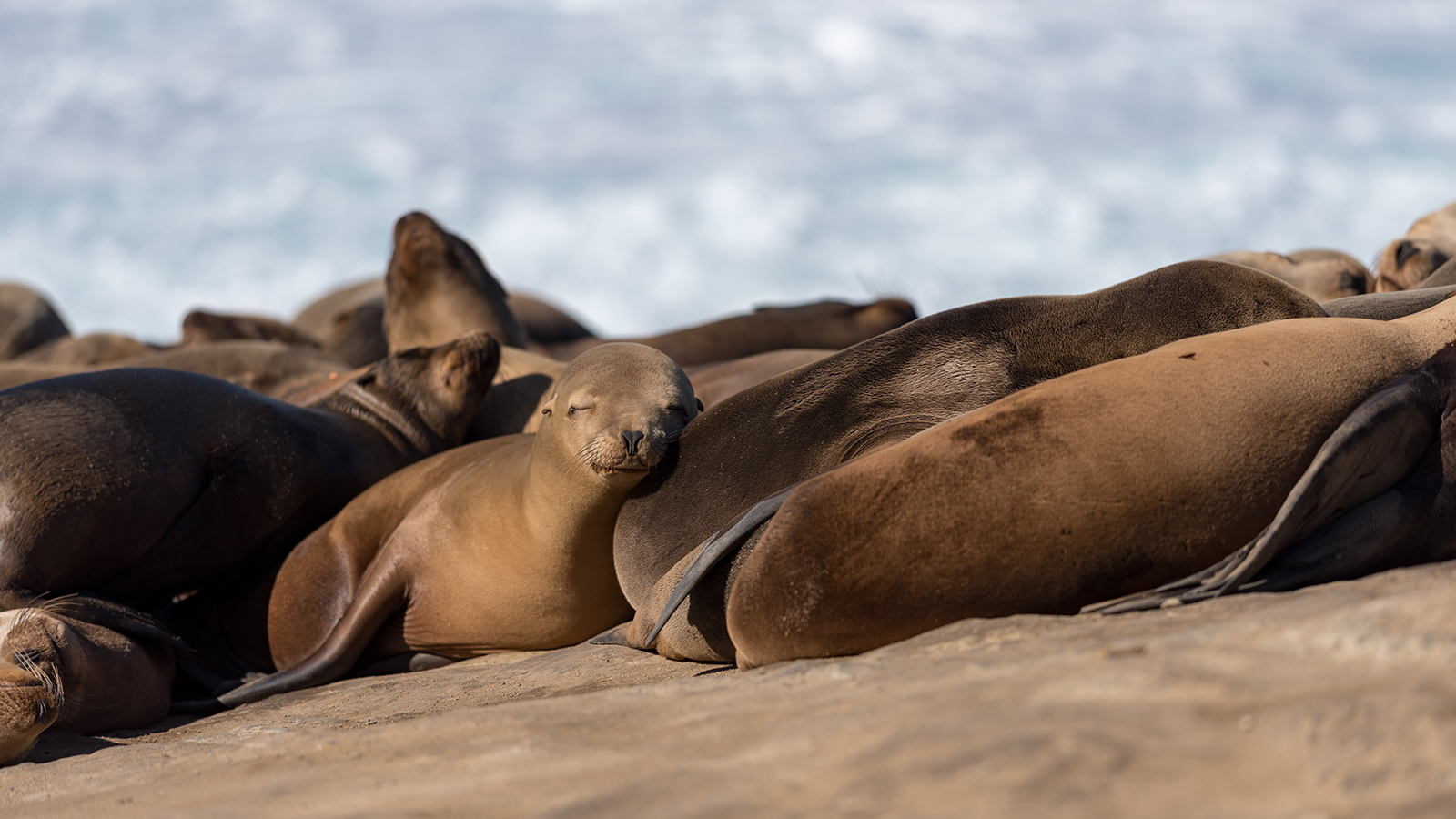 Sea Lions rest on the beach