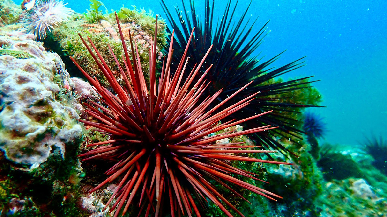 Red sea urchin