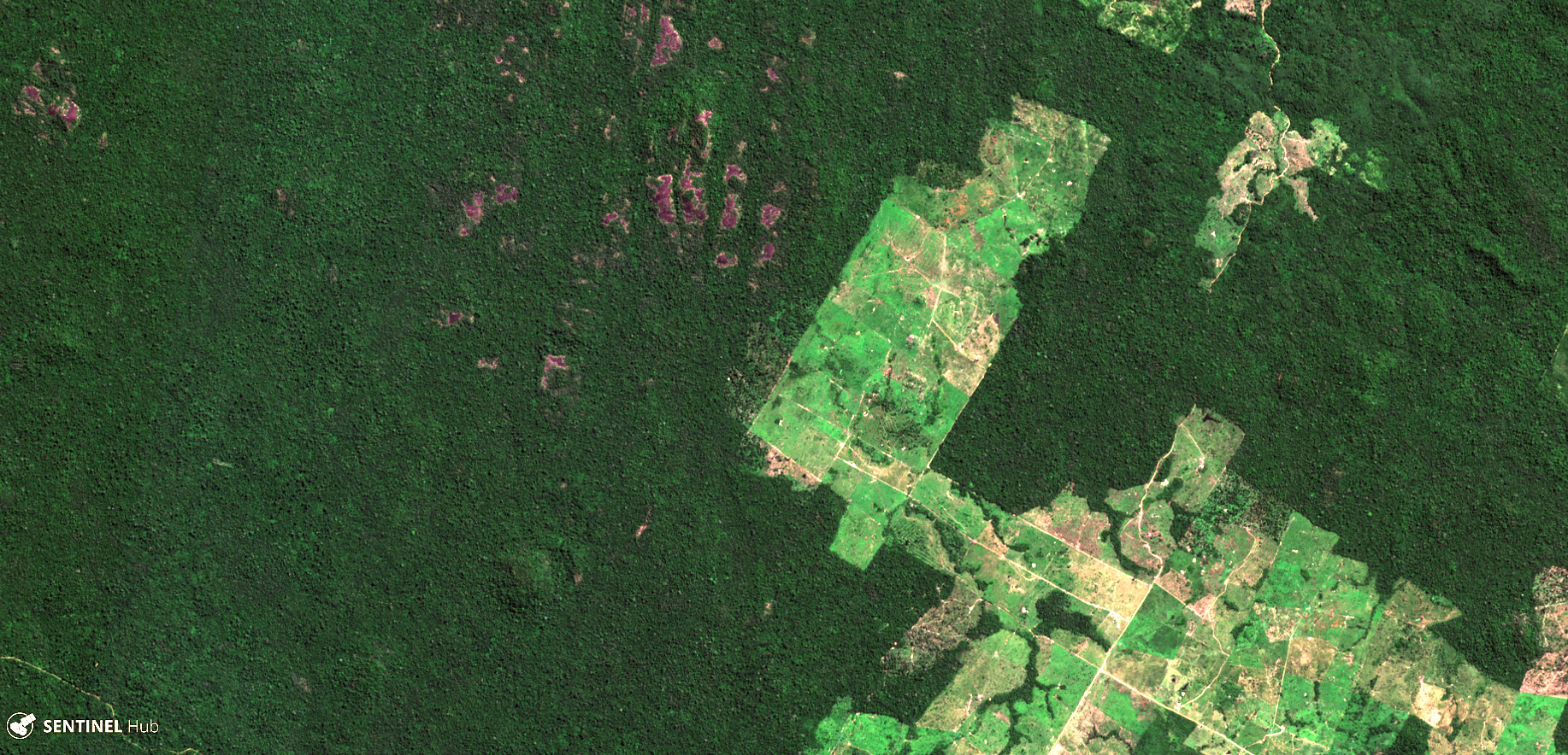 Aerial view of Amazon rainforest with chunks cut down and shown a brown or green, used for raising cattle.