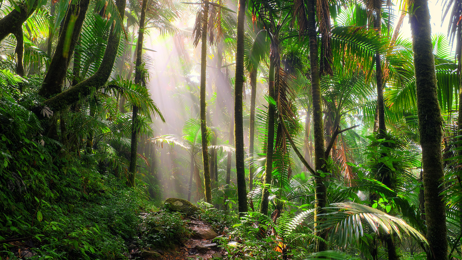 Beautiful jungle path through the El Yunque national forest in Puerto Rico