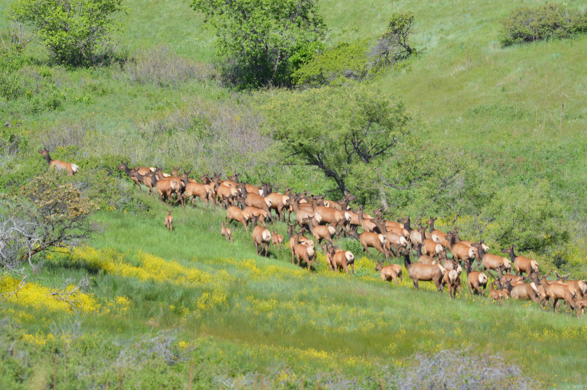 Elk herd running through a meadow in Colorado