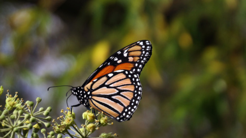 When, Where And How To Plant Milkweed To Save The Monarch Butterfly