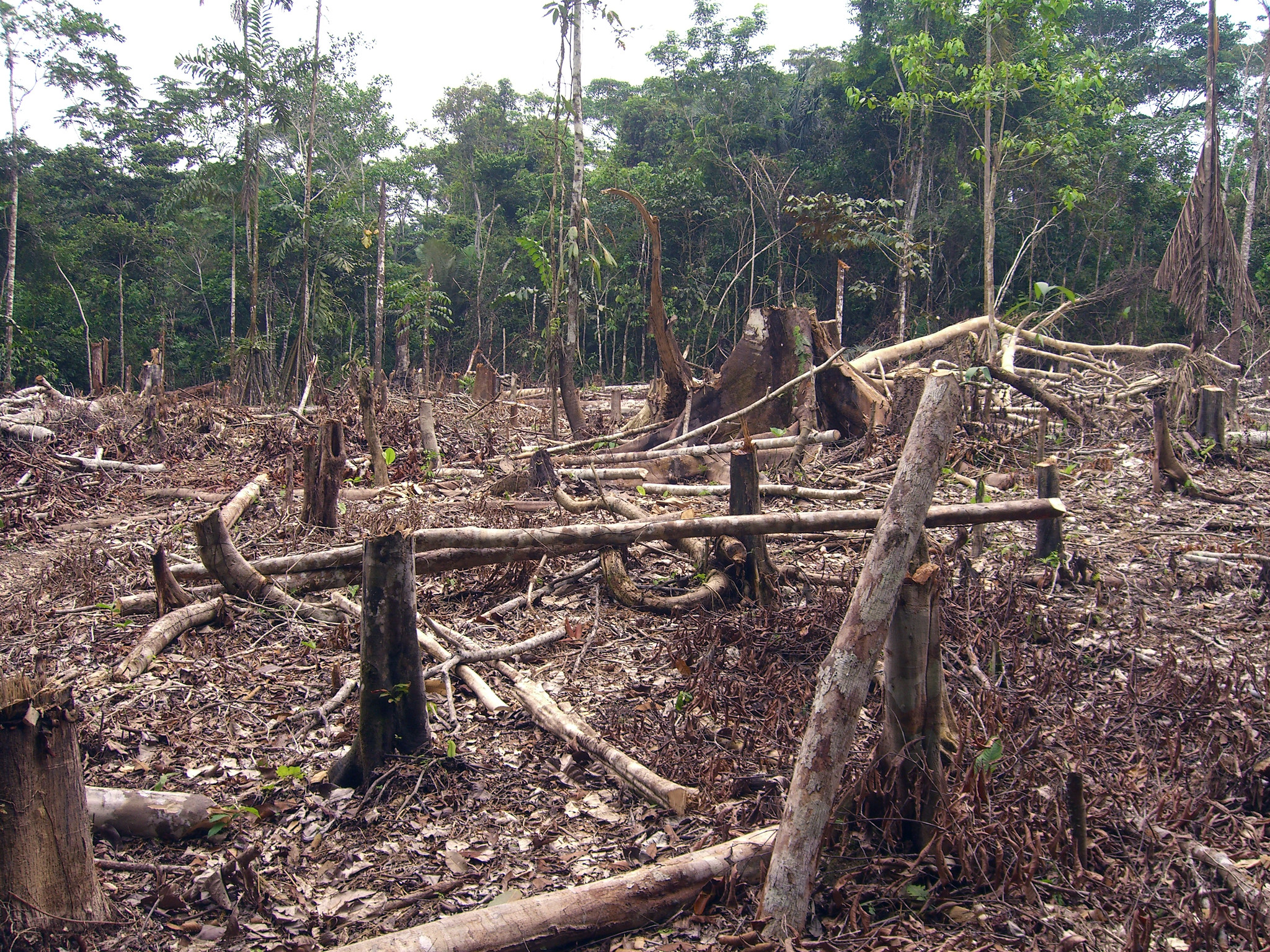 Tropical deforestation - many burned tree stumps in the foreground, a rainforest in the background