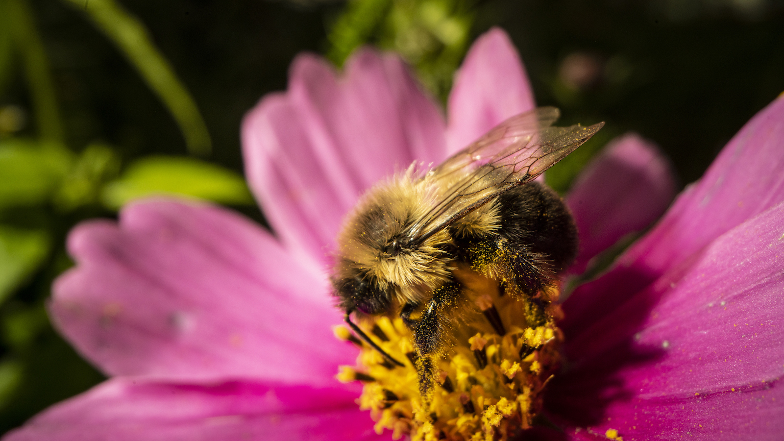 What do Bees do with Pollen? - Carolina Honeybees