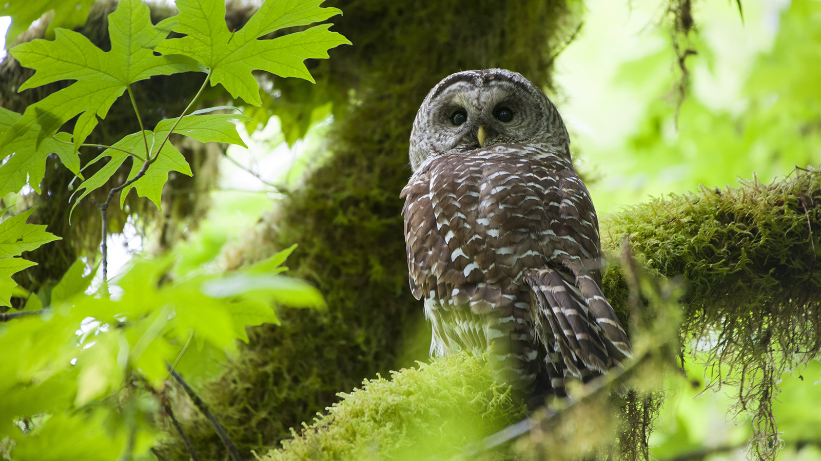 A Barred Owl sitting on a branch in Olympic National Park