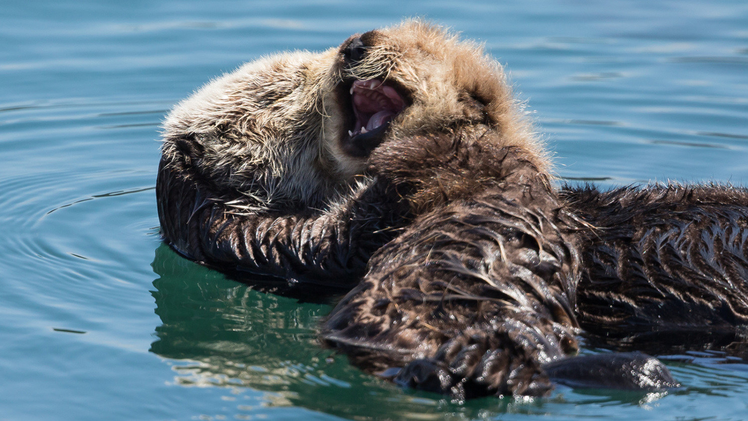 Why endangered sea otters still need protection
