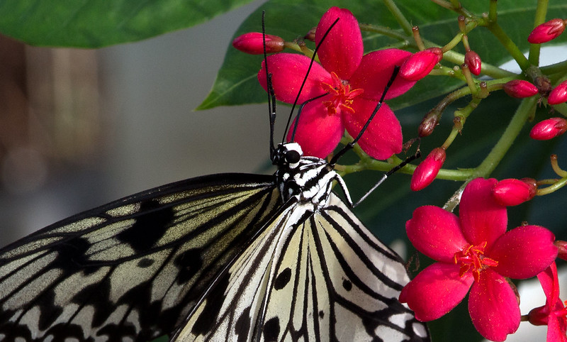 Closeup of Paper Kite Butterfly on a Flower at Butterfly Wonderland - Scottsdale AZ