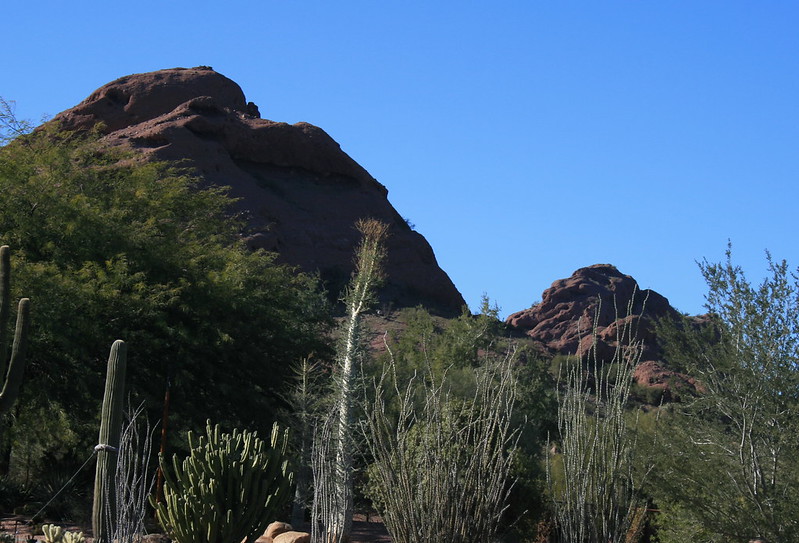 view from Desert Botanical Garden Phoenix Arizona
