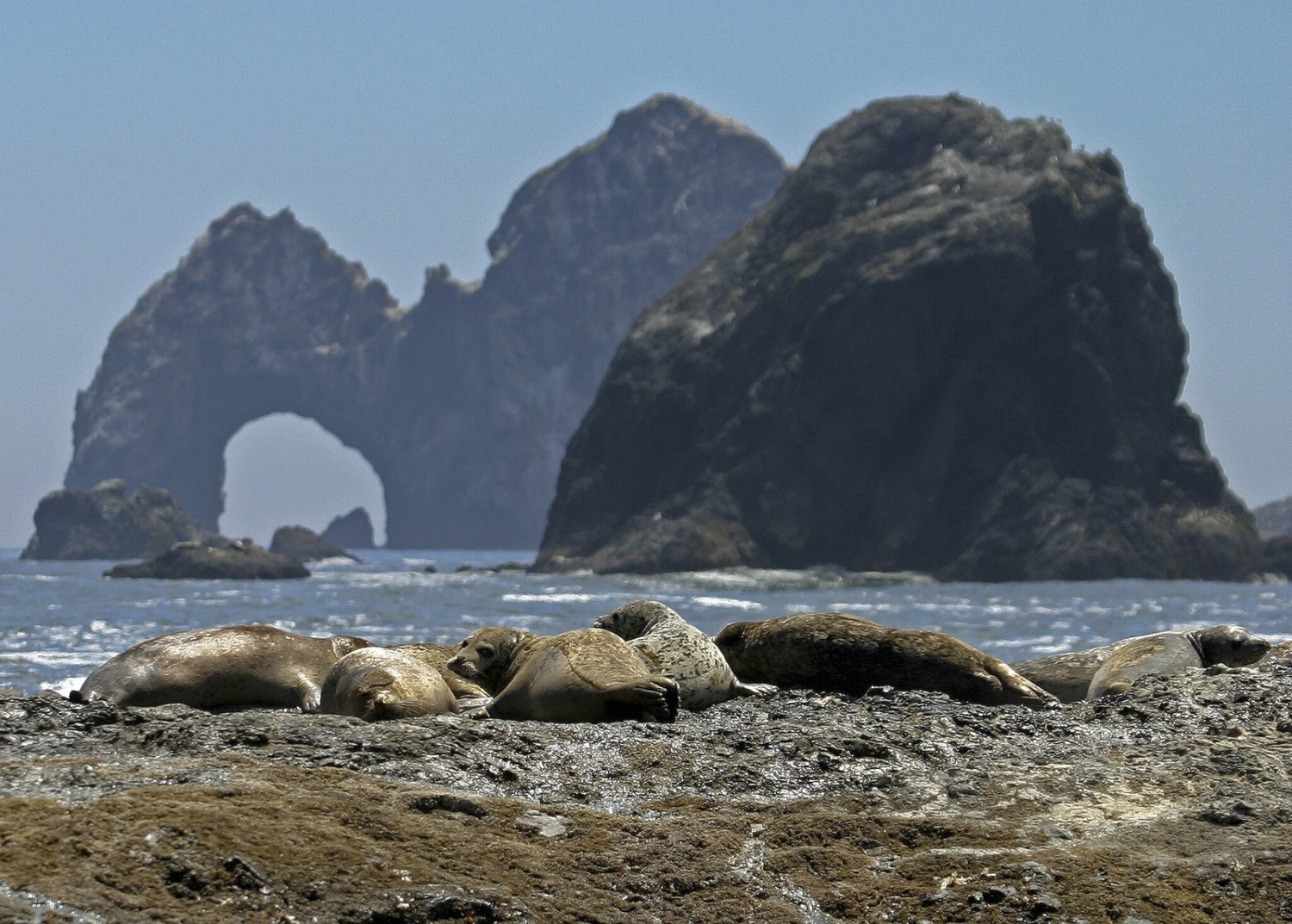 How Oregonians Can Protect Our Ocean In 2024   6938984716 787b447a10 H 1500x1073 