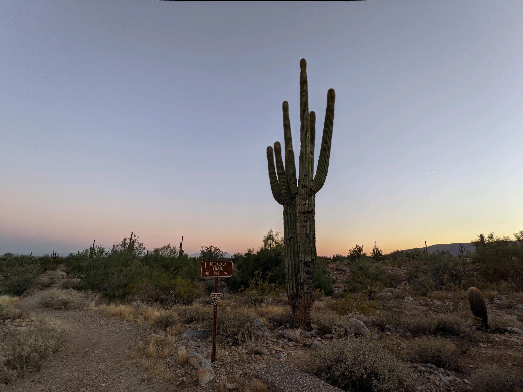 Sign for Bajada Trail next to a saguaro cactus at White Tank Mountain Regional Park