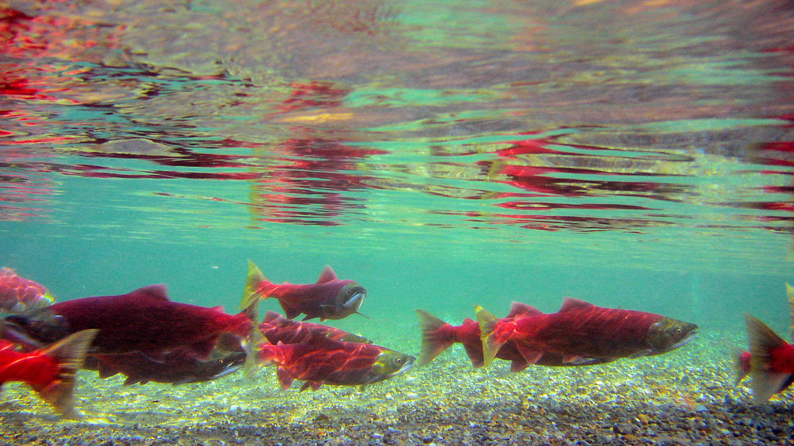 Bristol Bay Sockeye Salmon