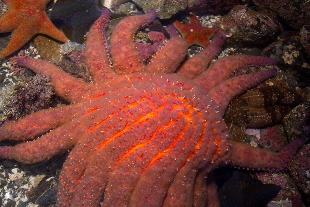 Sunflower sea stars certified as 'critically endangered' by