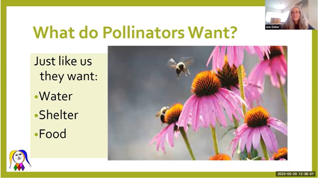 Presentation on bees by Harlequin's Gardens on Environment Colorado's Bee-friendlier webinar 3.20.23