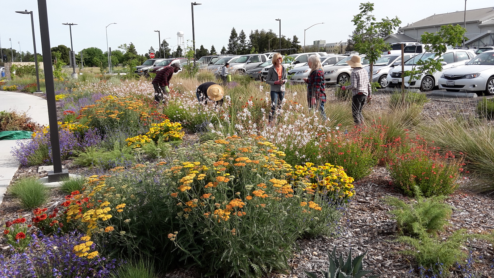 People plant native plants in on a parking lot strip.