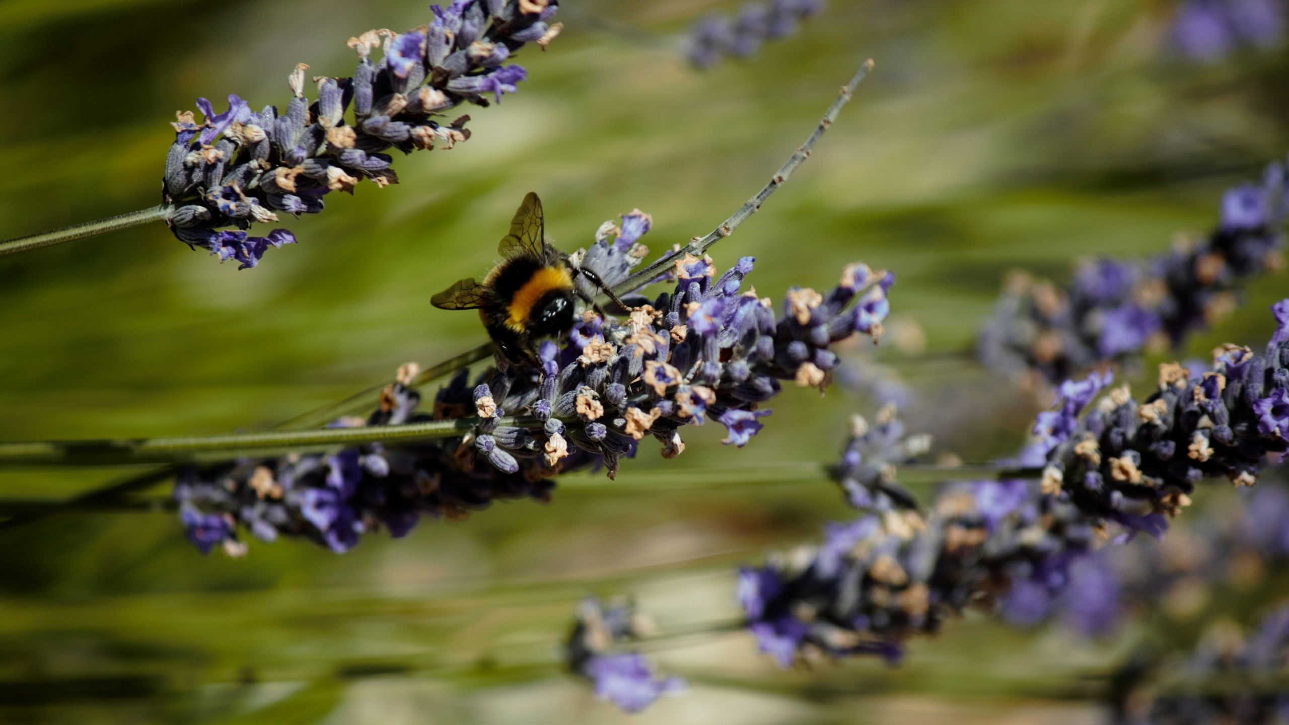 bee on wildflowers