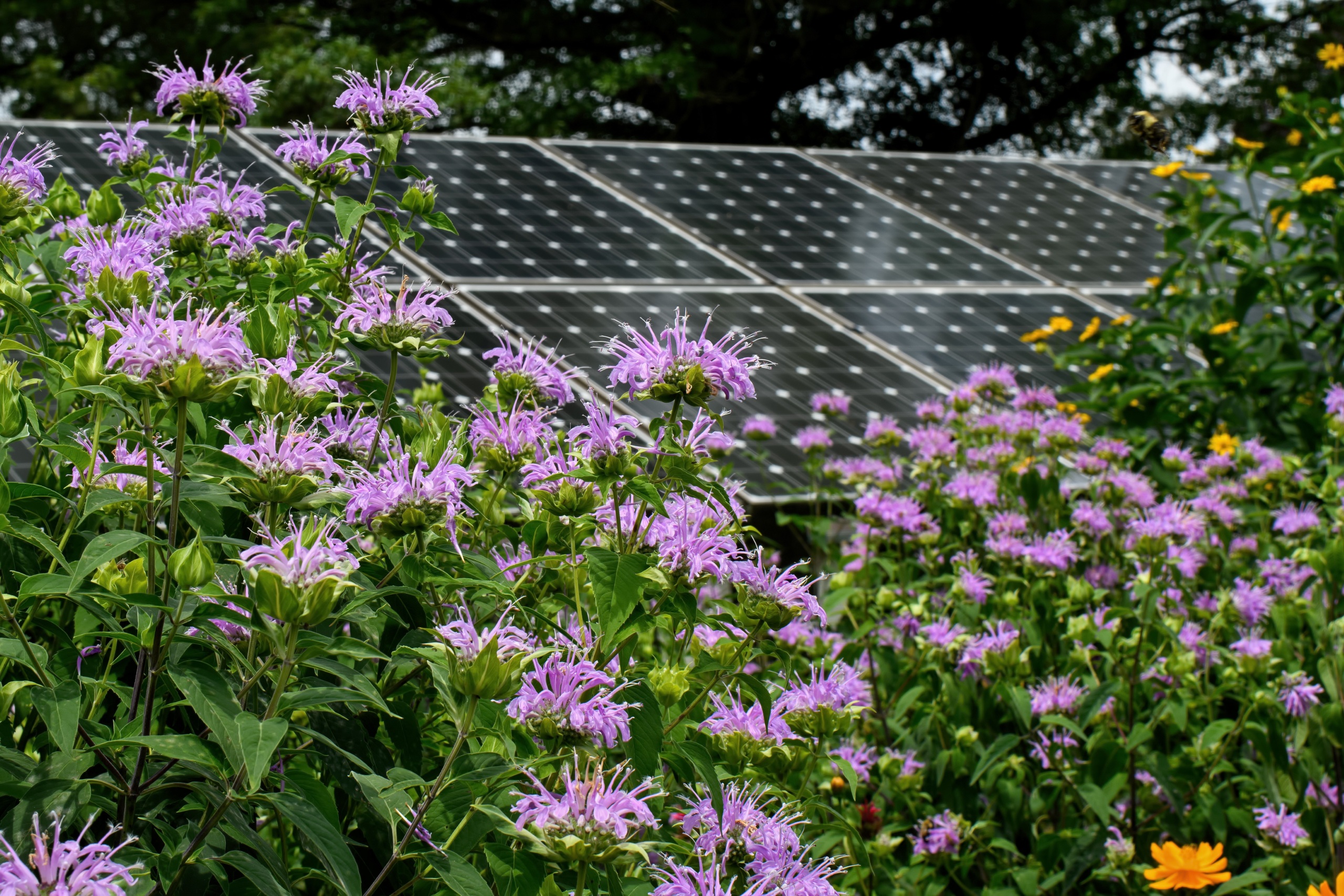 solar panels in a pollinator garden