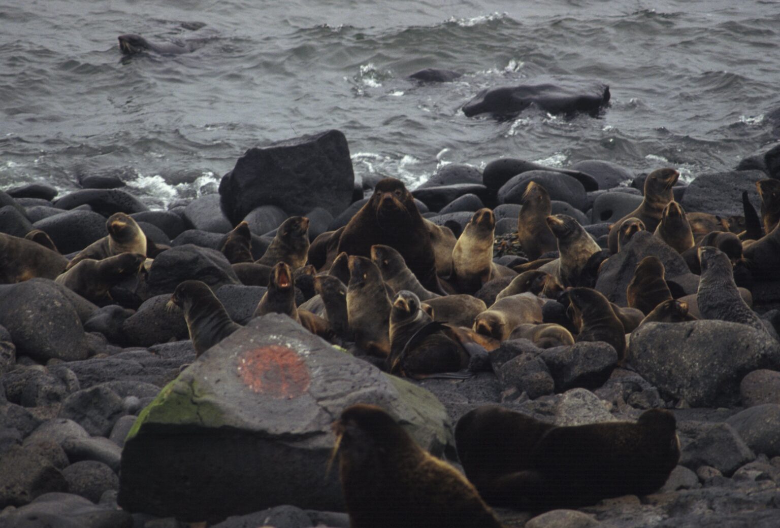 Several fur seals of all ages lounging on a rocky beach on St. Paul Island