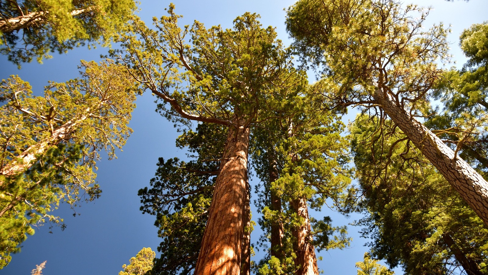 Tall sequoia trees stand against a blue sky