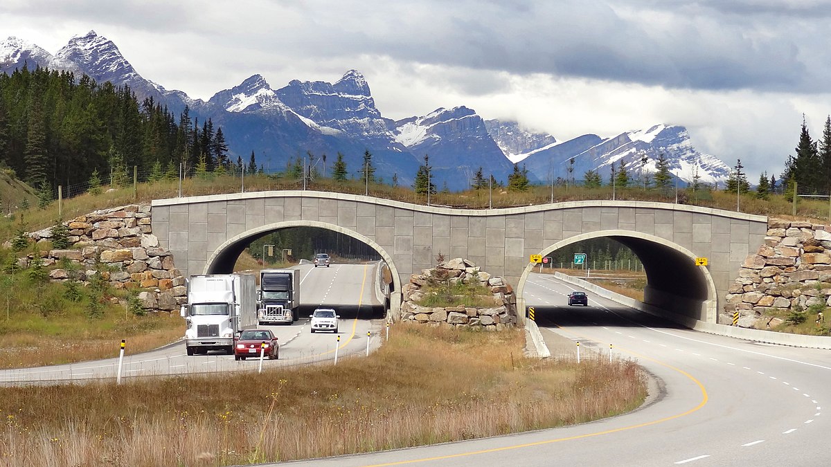 A highway overpass wildlife corridor in the Rockies