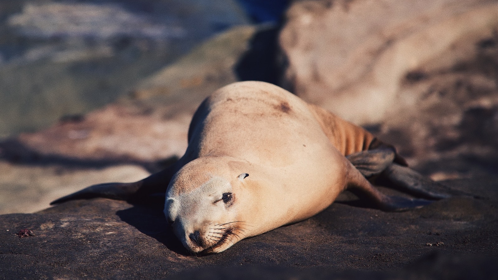 Help rescue dying sea lions