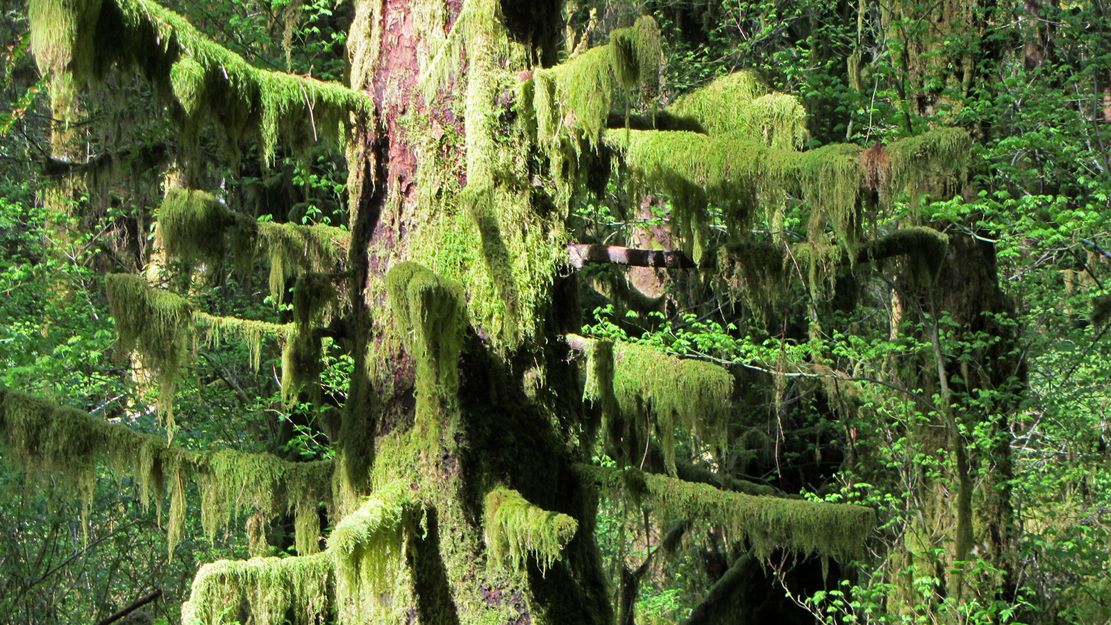 Temperate Rain Forest - Olympic National Park (U.S. National Park
