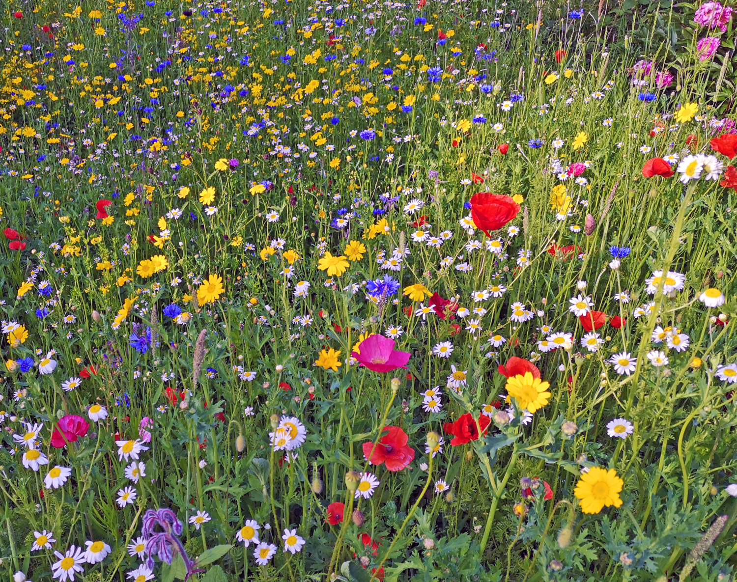 What are wildflower license plates?