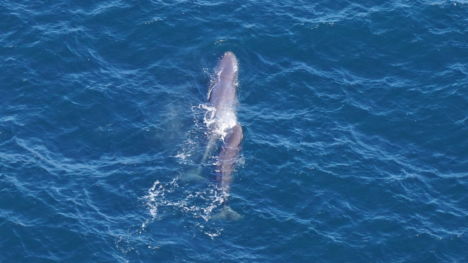 sperm whale swimming with calf