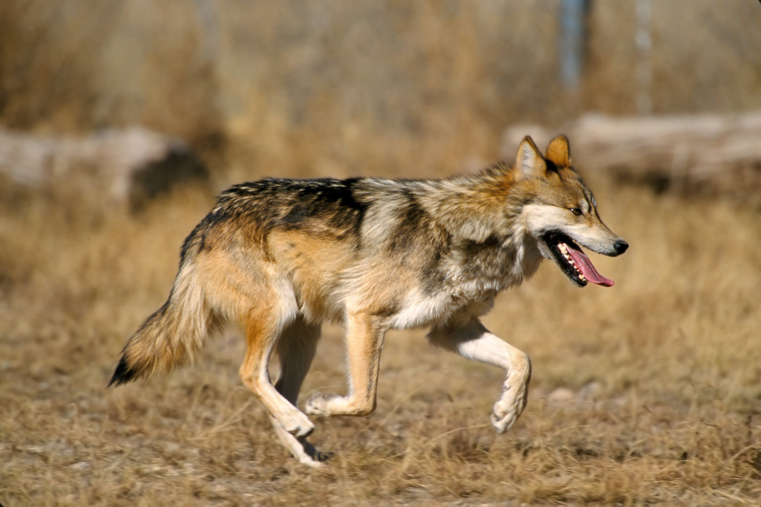 These wild lobos deserve to roam - Environmental Action