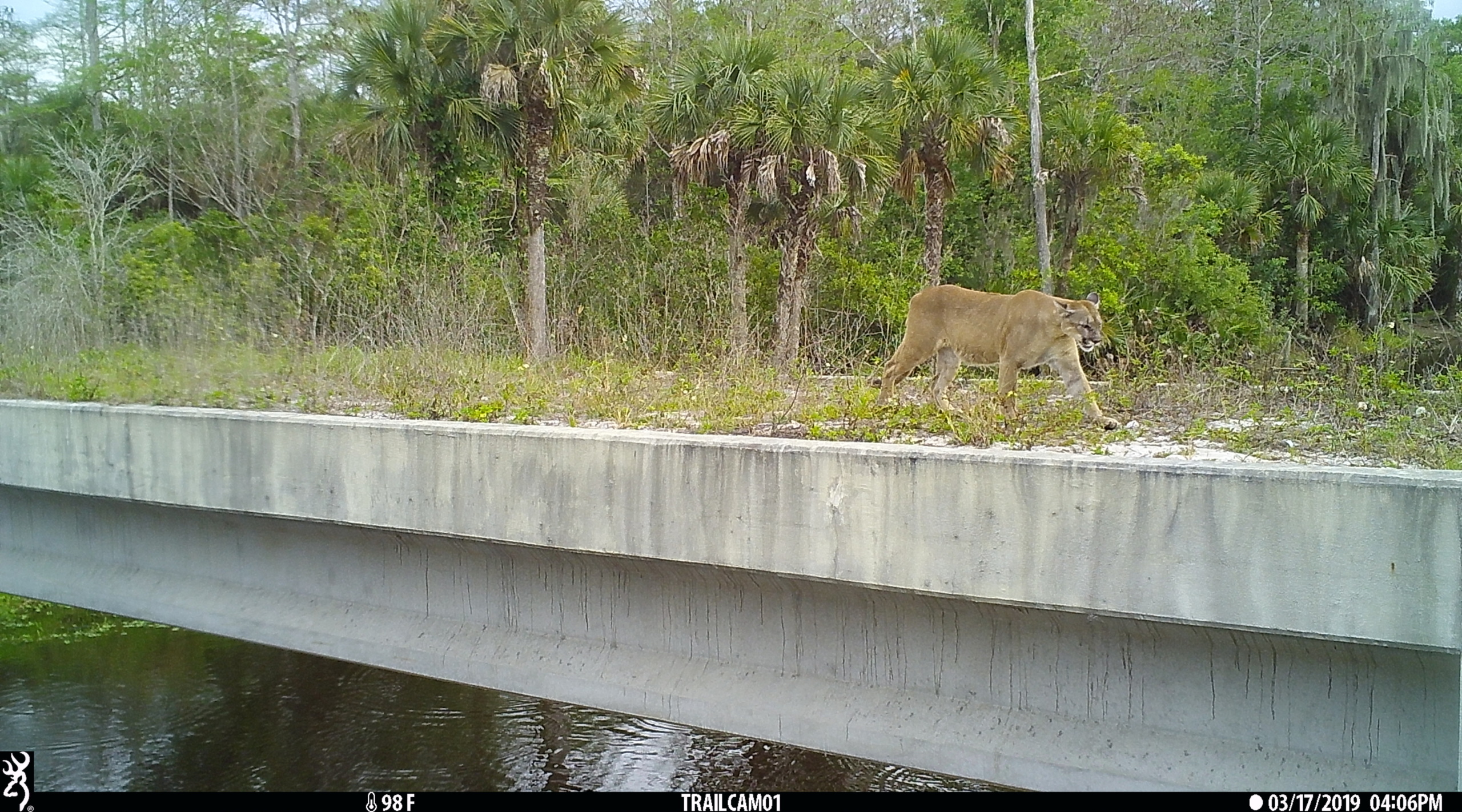 Florida panther uses wildlife crossing bridge