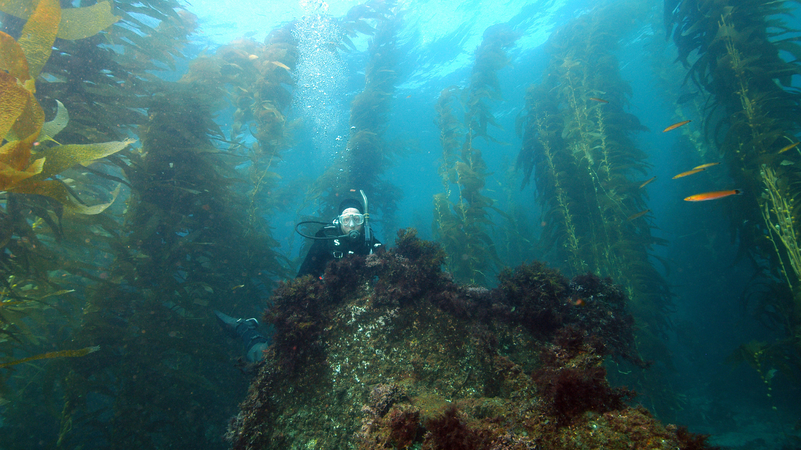 diver looks at camera in california's kelp forest