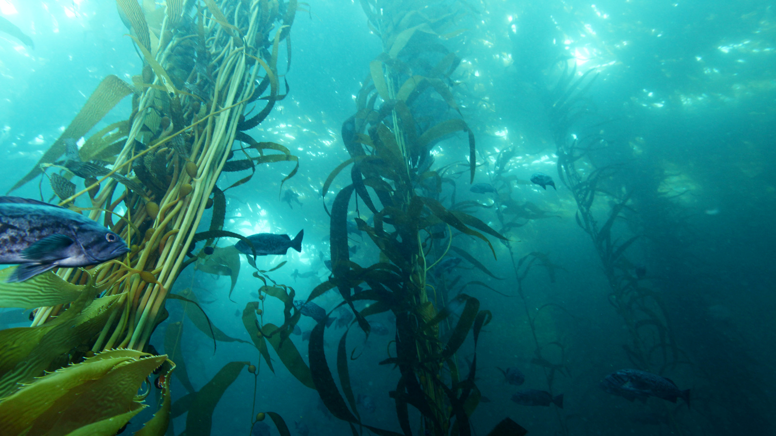fish swimming through a kelp forest