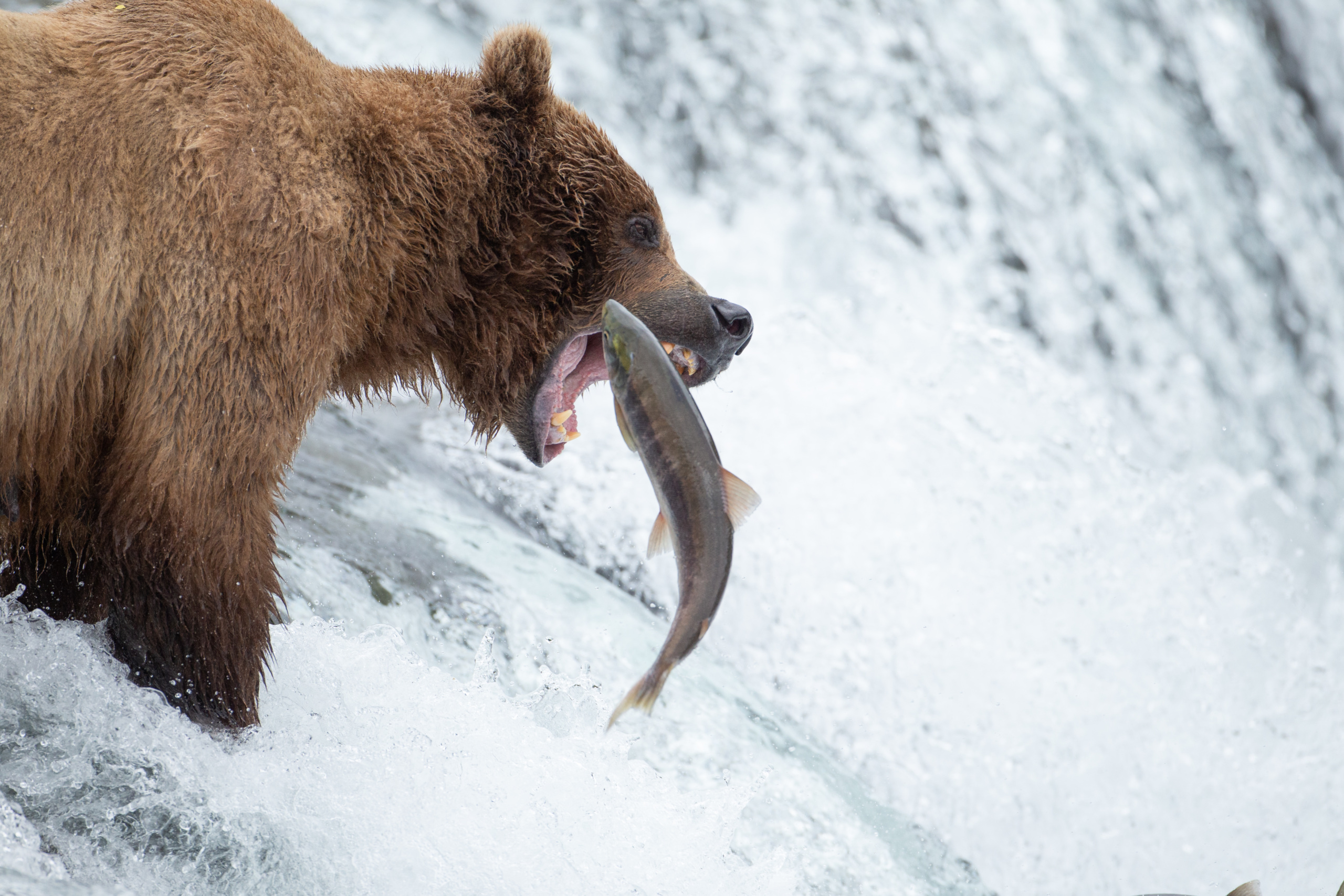 A brown bear captures a salmon in its jaws.