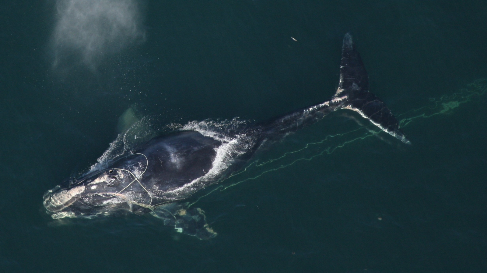 Right whale entangled in fishing gear