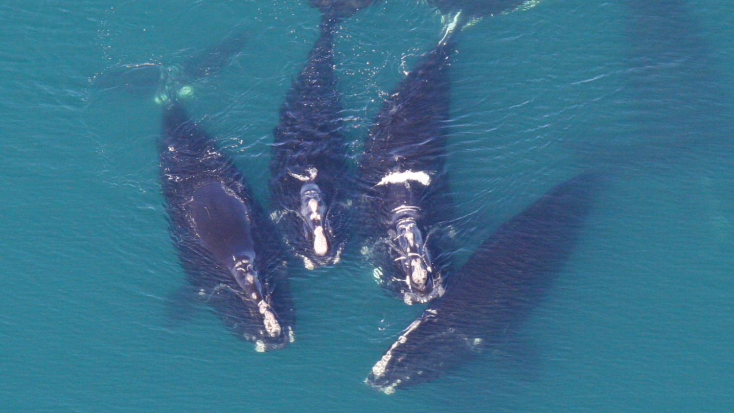 Right whales spotted diving in Hudson Canyon