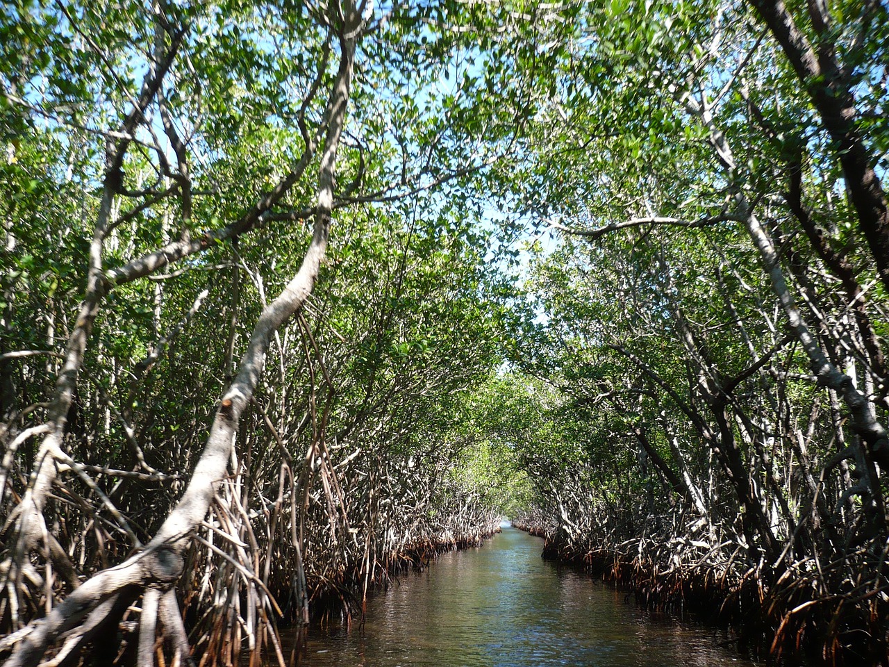 Mangroves in Florida Everglades