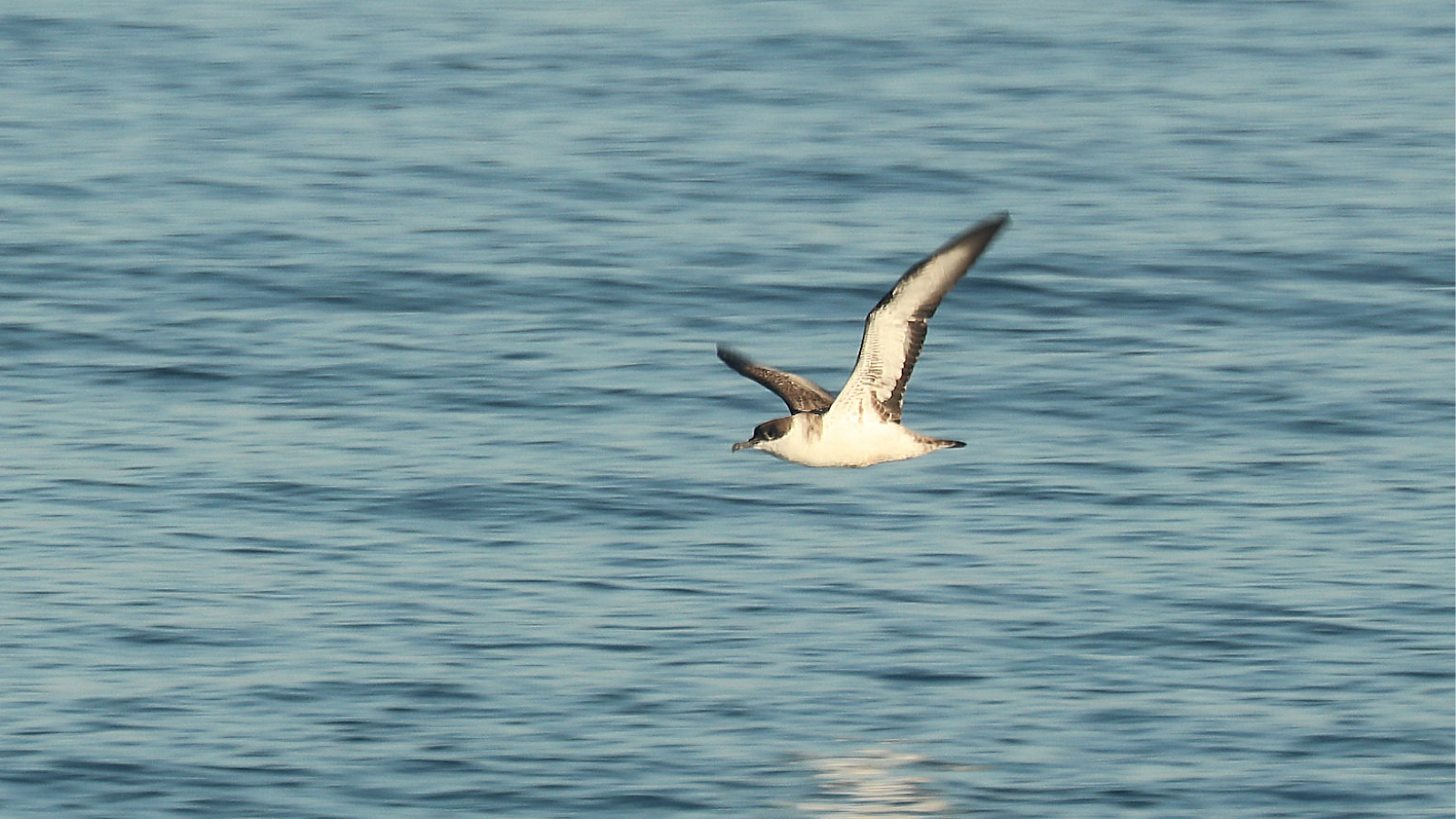 Shearwater seabird flying over the open ocean