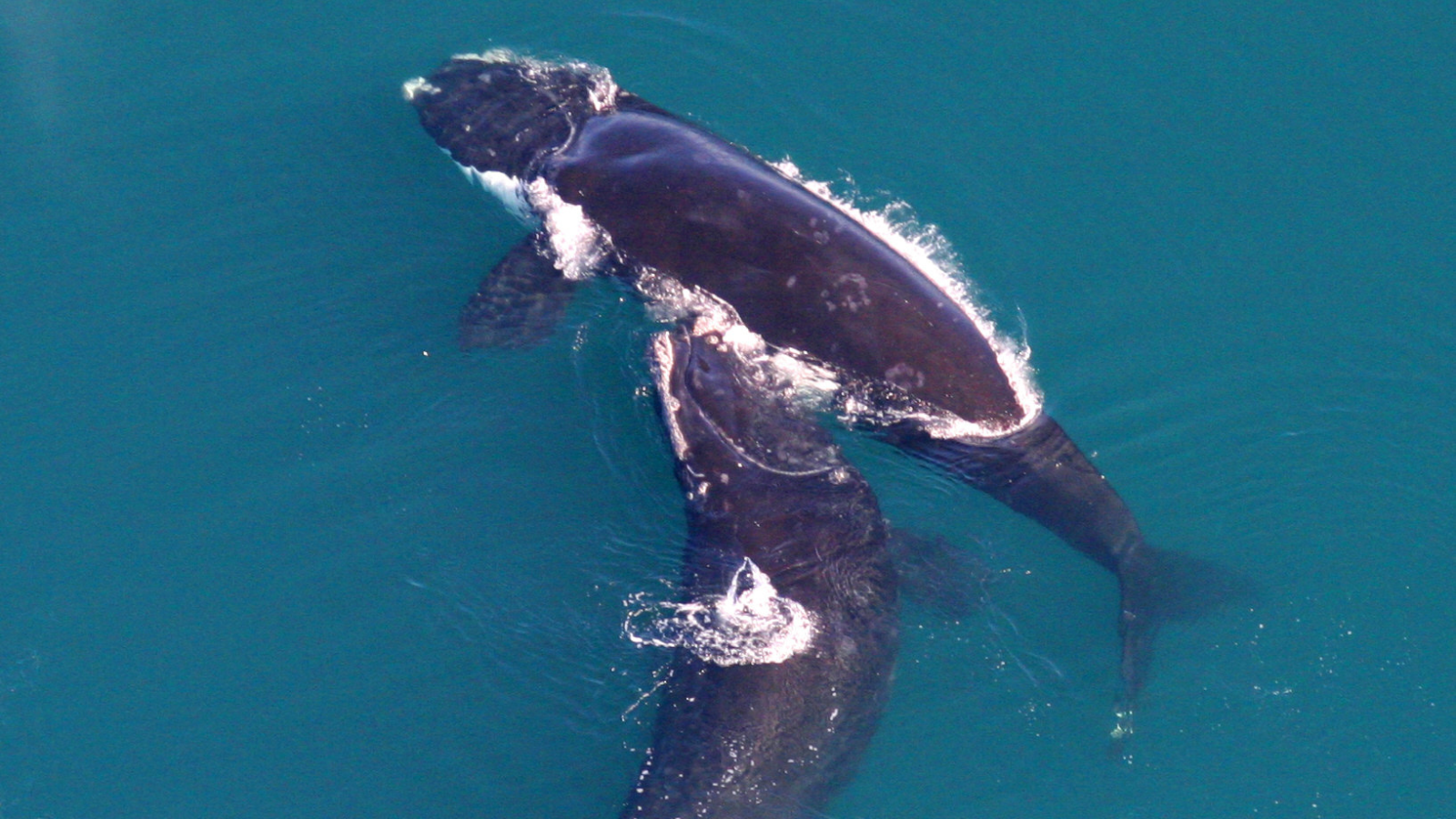 right whales in blue water
