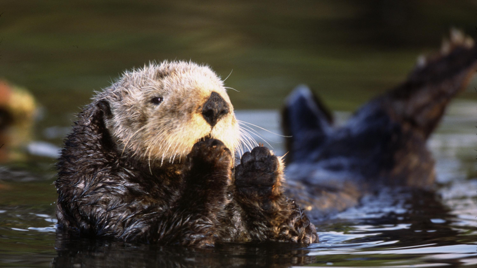 Sea otter UC Davis