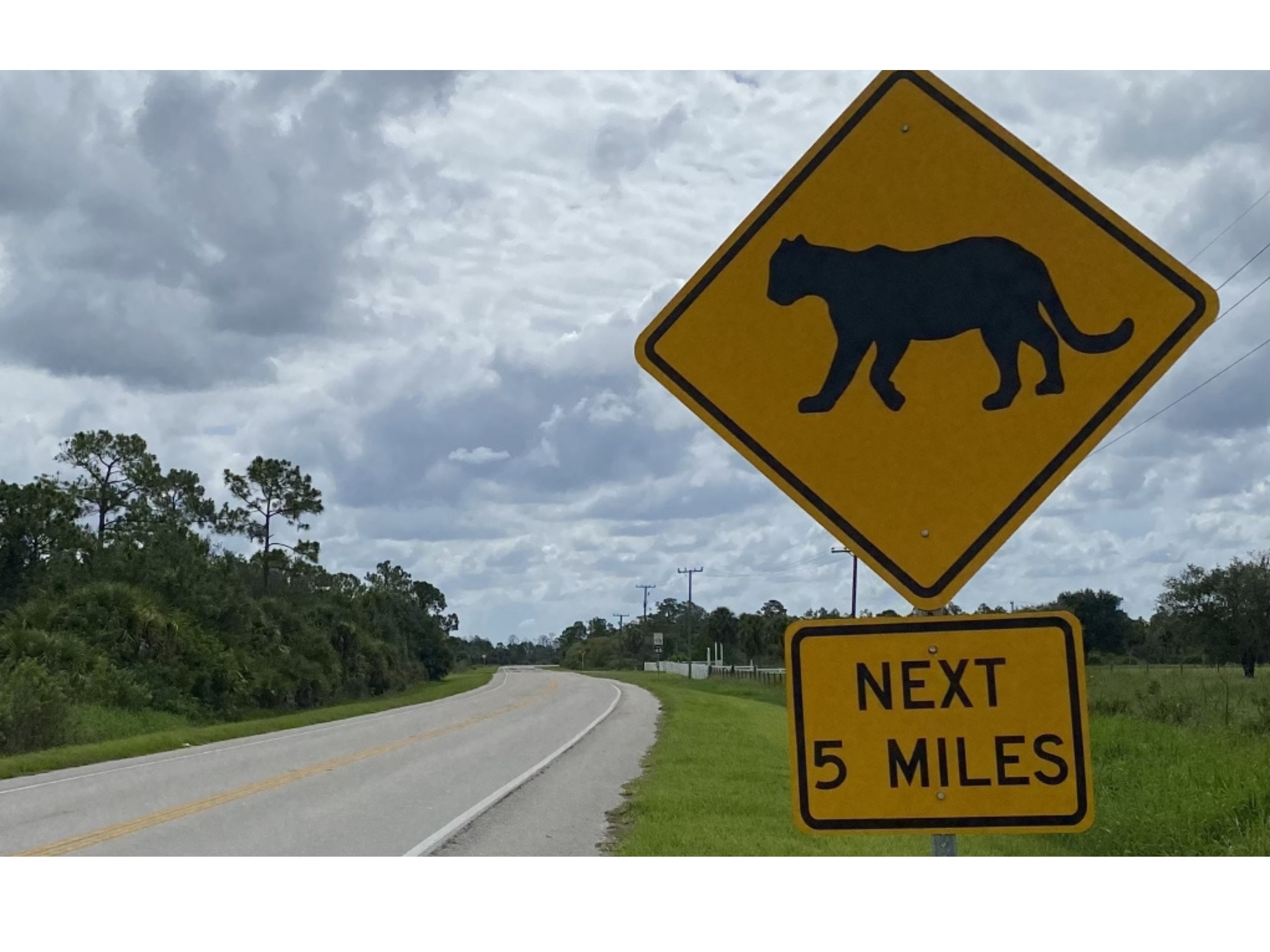 Panther crossing sign in southwest Florida