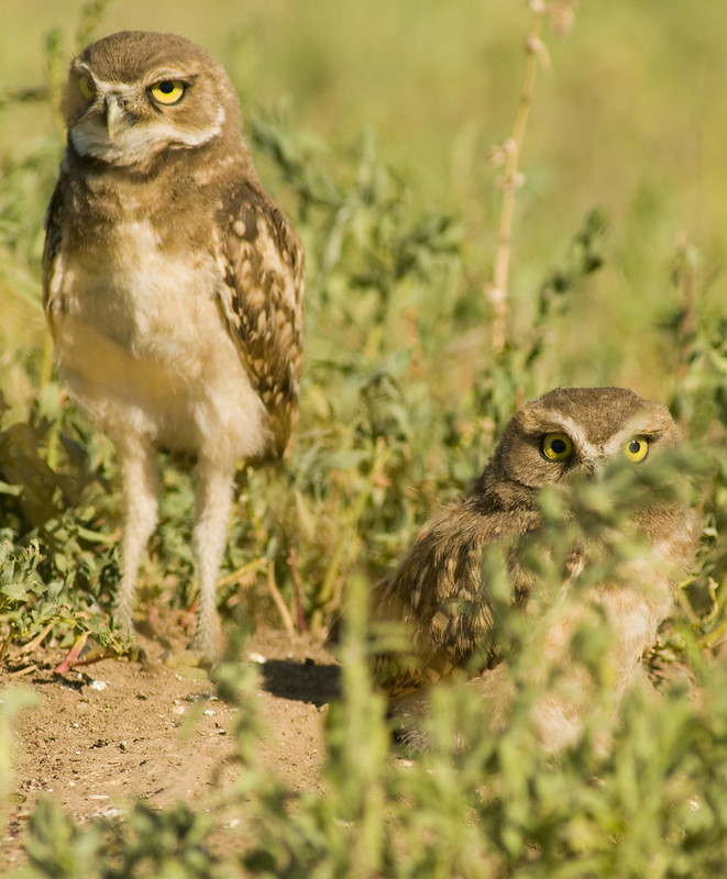 Burrowing Owl Chicks