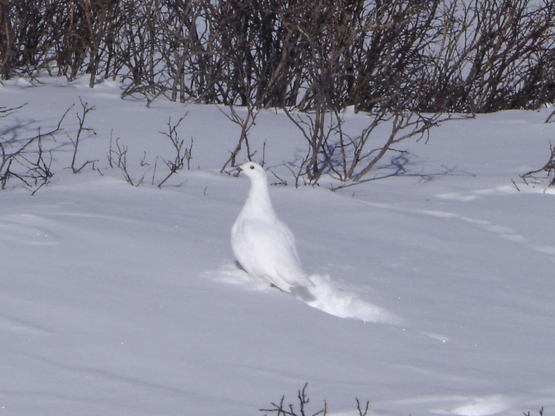 White tailed ptarmigan