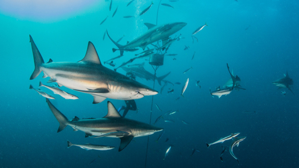 Sharks In The Gulf Of Mexico